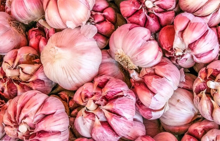 কোন ধরনের রসুন স্বাস্থ্যের জন্য ভালো?